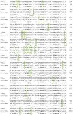 Spike protein of SARS-CoV-2 Omicron variant: An in-silico study evaluating spike interactions and immune evasion